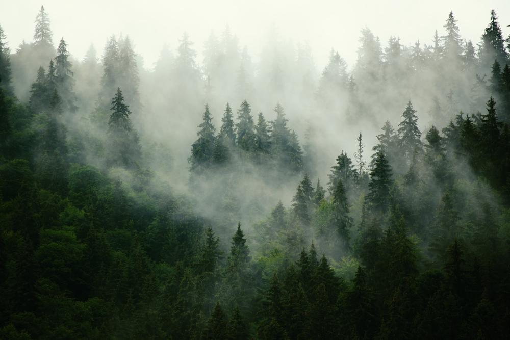 forêt embrumée