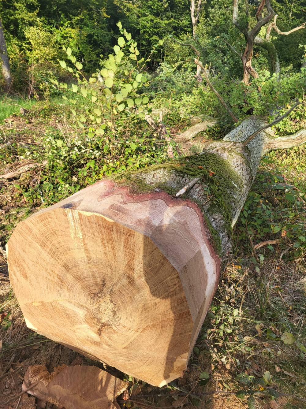 arbre coupé