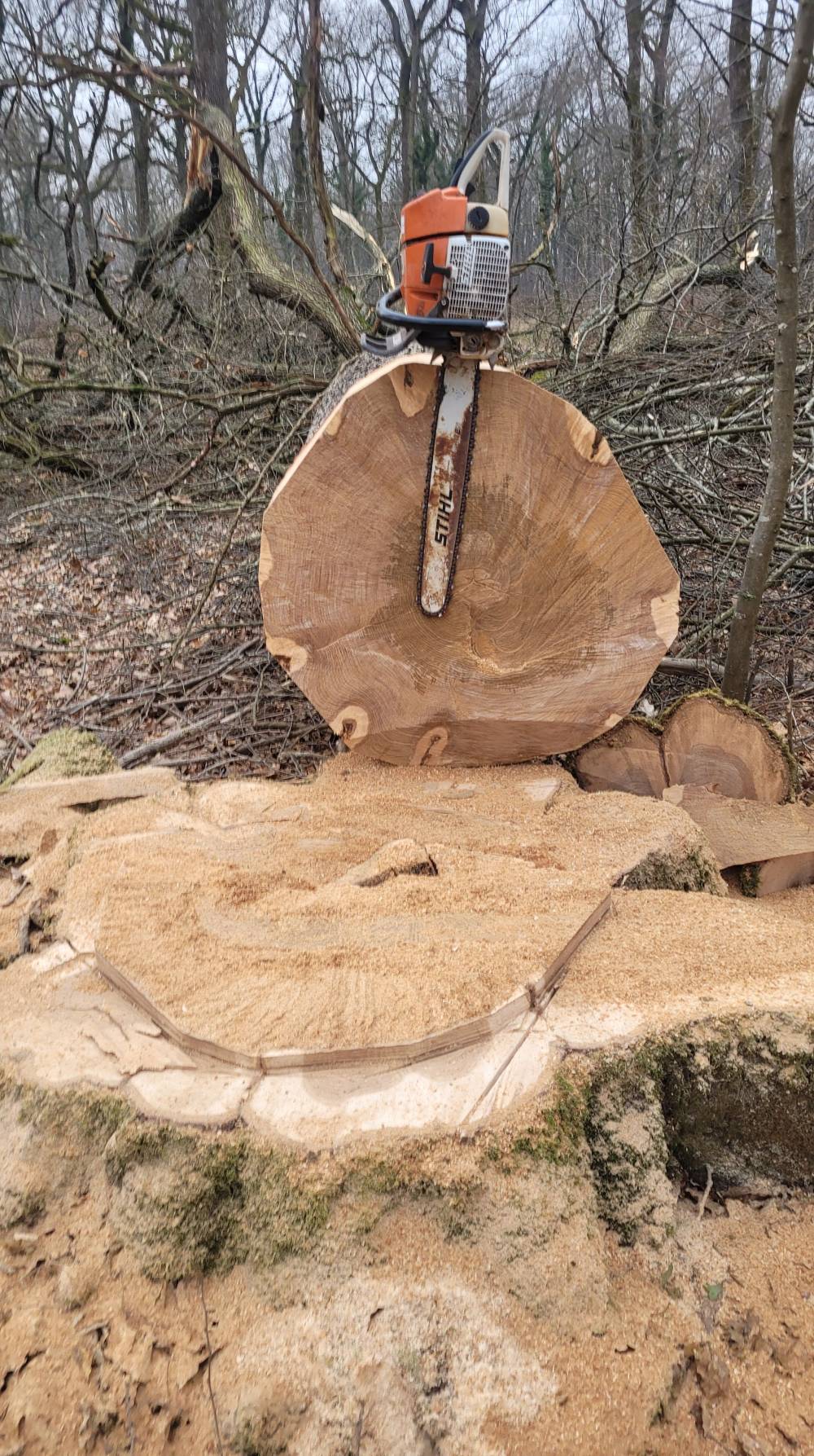 tronçonneuse sur tronc d'arbre