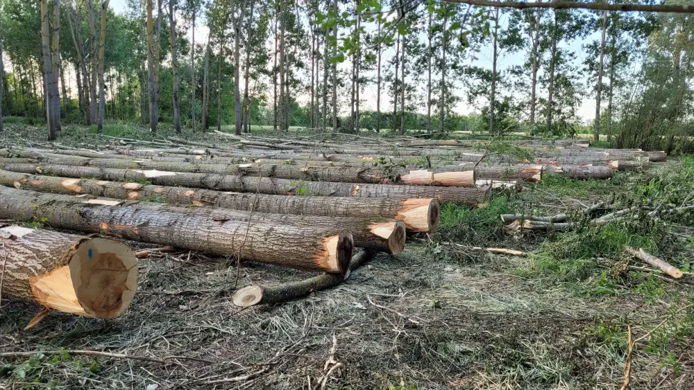 Travaux forestiers et vente de bois de qualité à Lalheue (7)