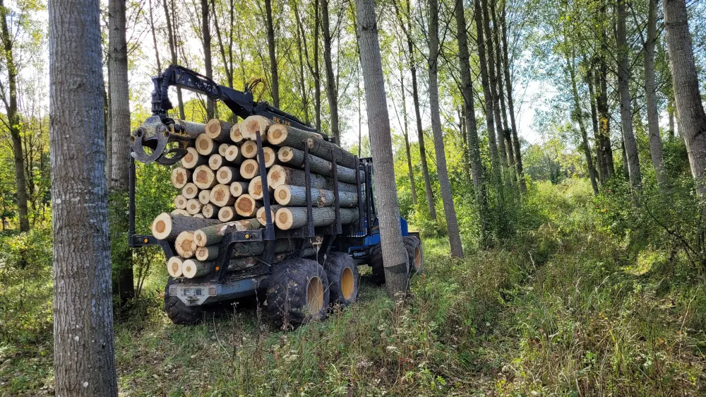 Travaux forestiers et vente de bois de qualité à Lalheue (6)