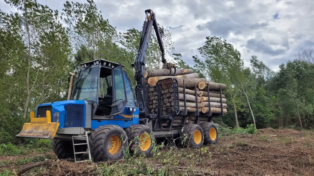 Travaux forestiers et vente de bois de qualité à Lalheue (5)