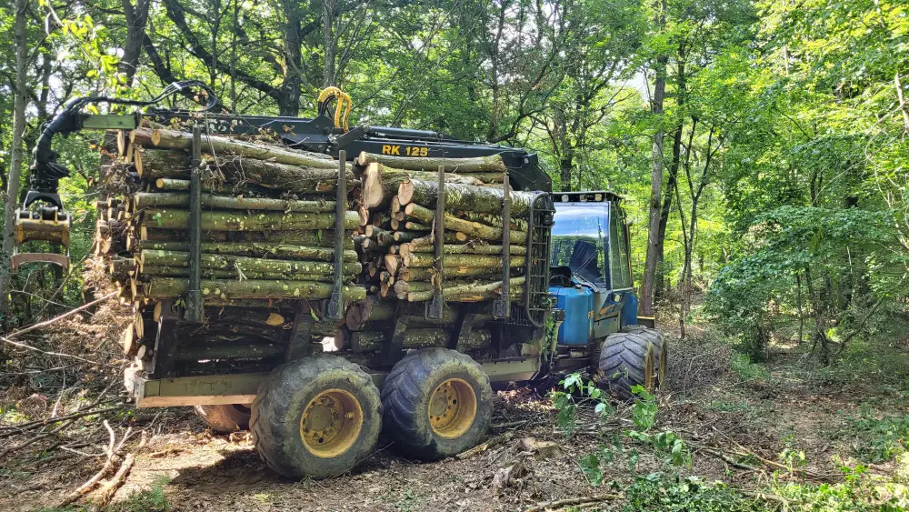 Travaux forestiers et vente de bois de qualité à Lalheue (9)