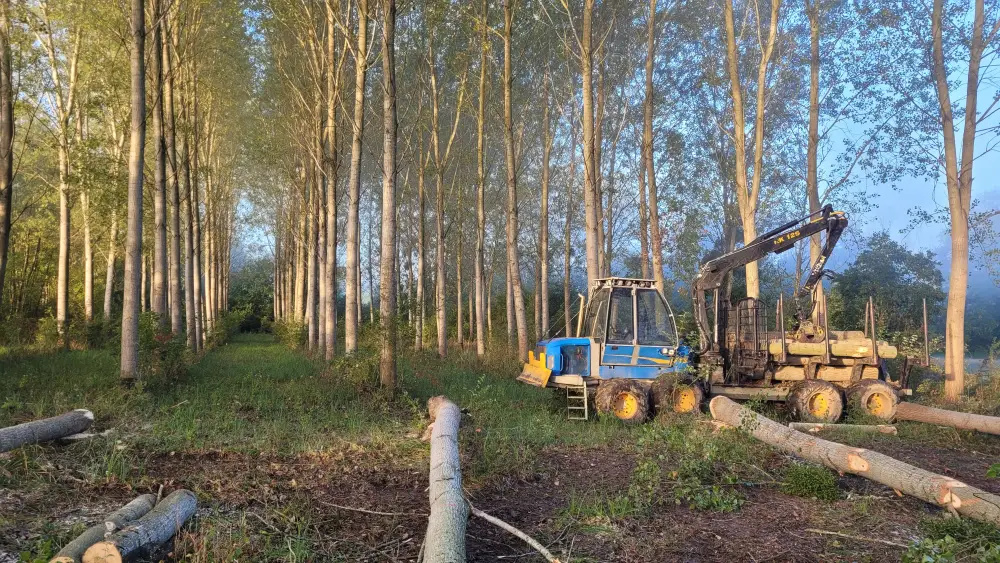 Travaux forestiers et vente de bois de qualité à Lalheue (2)