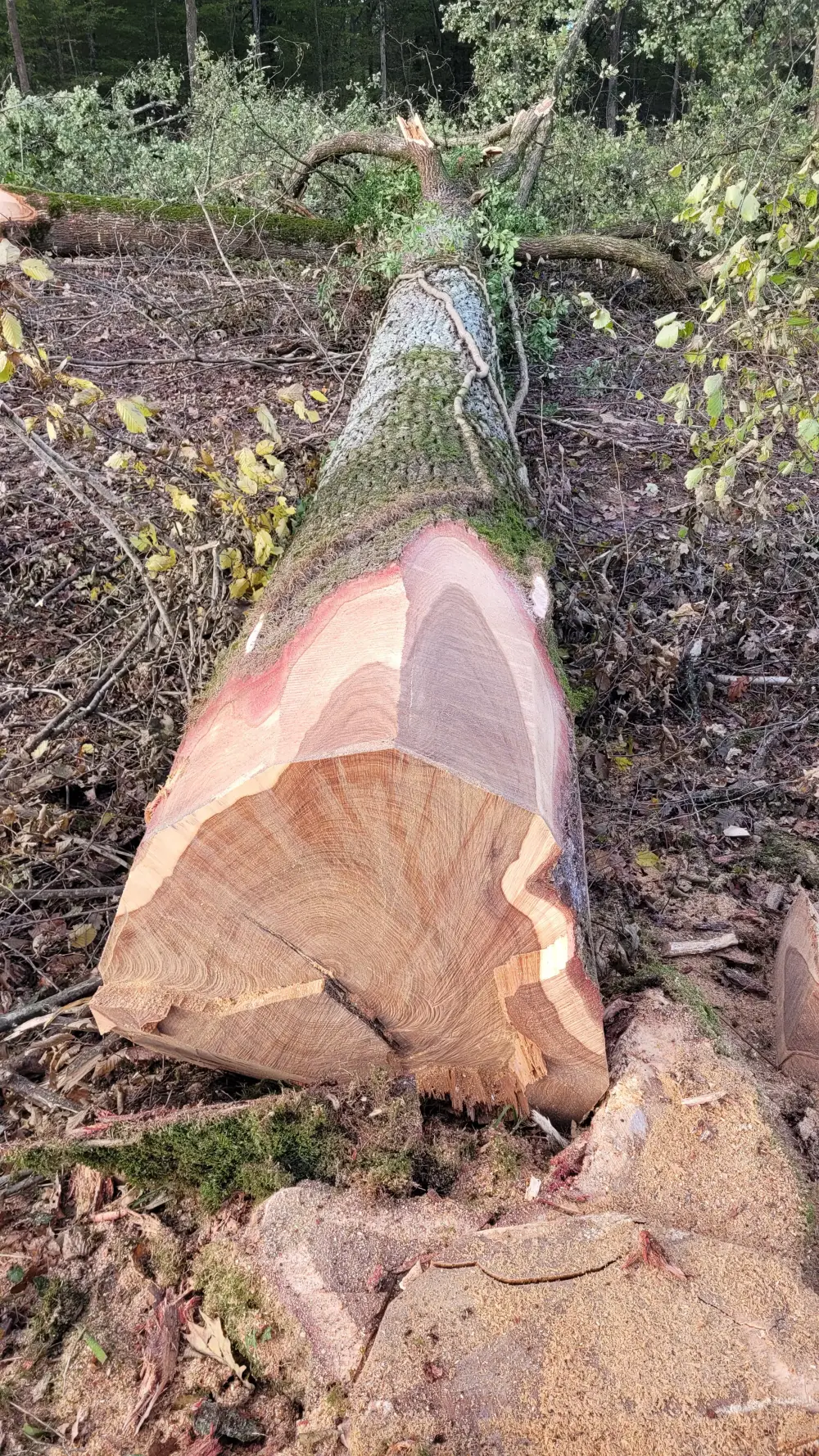 Travaux forestiers et vente de bois de qualité à Lalheue (1)