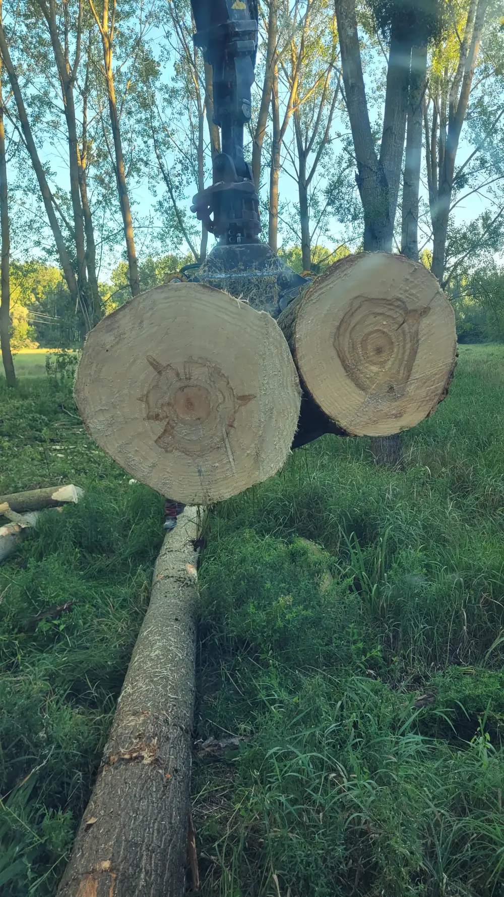 Travaux forestiers et vente de bois de qualité à Lalheue (8)