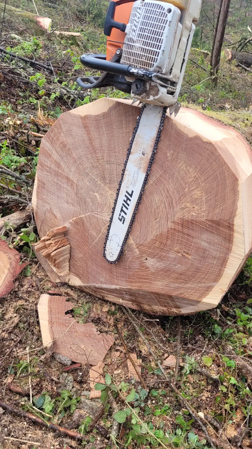 Travaux forestiers et vente de bois de qualité à Lalheue (10)
